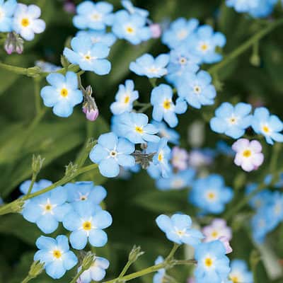 4 Perennial Blooms To Plant This Weekend