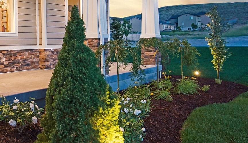 What to Plant in your Yard this Fall