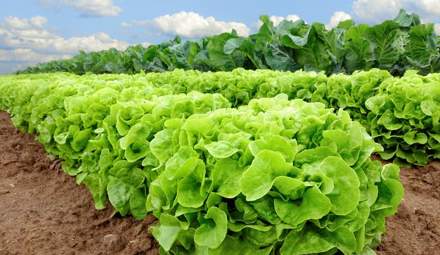 lettuce