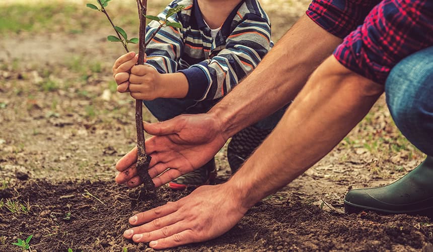 treeplanting